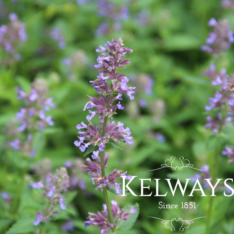Nepeta 'Tapdance'