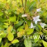 Abelia x grandiflora 'Francis Mason' (v)