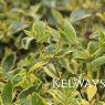 Abelia x grandiflora 'Hopley's' PBR (v) (3 litre pot)