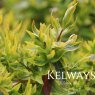 Abelia x grandiflora 'Kaleidoscope' PBR (v) (3 litre pot)
