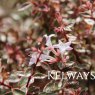 Abelia x grandiflora 'Panache' (v)