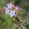 Abelia PETITE GARDEN (Minedward' PBR)
