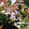 Abelia x grandiflora 'Semperflorens' (3 litre pot)