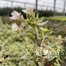 Abelia x grandiflora 'Sparkling Silver' (v) (3 litre pot)
