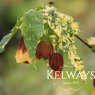 Abutilon x milleri hort. 'Variegatum' (v)
