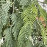 Acacia dealbata 'Gaulois Astier'