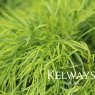 Acacia cognata 'Limelight' PBR