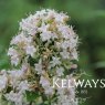 Abelia chinensis R. Br.