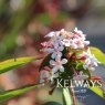 Abelia tyaihyonii BRIDAL BOUQUET ('Monia')