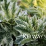 Acanthus mollis 'Tasmanian Angel' (v)