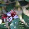 Feijoa sellowiana (F)