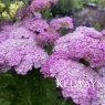Achillea 'Apfelblute' (Galaxy Series)