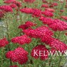 Achillea millefolium 'Red Velvet'