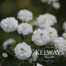 Achillea ptarmatica (The Pearl Group) 'The Pearl' (clonal) (d)