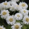 Achillea ptarmatica (The Pearl Group) 'The Pearl' (clonal) (d)