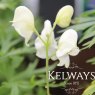 Aconitum napellus subsp. vulgare 'Albidum'
