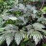 Actaea simplex (Atropurpurea Group) 'Brunette'
