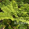 Adiantum aleuticum 'Imbricatum'