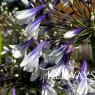 Agapanthus Fireworks ('Mdb001')