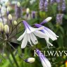 Agapanthus Fireworks ('Mdb001')