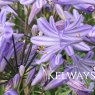 Agapanthus 'Peter Pan' ambig.
