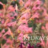 Agastache 'Tangerine Dreams'