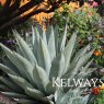 Agave americana
