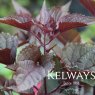 Ageratina altissima 'Chocolate'