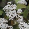 Ageratina altissima 'Chocolate'