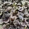 Ajuga reptans Black Scallop ('Binblasca')
