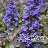 Ajuga reptans Black Scallop ('Binblasca')