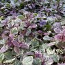 Ajuga reptans 'Burgundy Glow' (v)