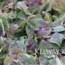 Ajuga reptans 'Variegata' (v)