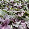 Ajuga Sugar Plum ('Binsugplu') (v)