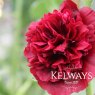 Alcea rosea Chater's Double Group scarlet-flowered (d)