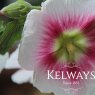 Alcea rosea 'Halo Blush' (Halo Series)