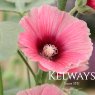 Alcea rosea 'Halo Rose' (Halo Series)