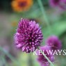Allium sphaerocephalon