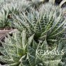 Aloe aristata