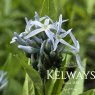 Amsonia tabernaemontana var. salicifolia