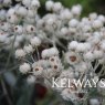 Anaphalis triplinervis 'Sommerschnee'