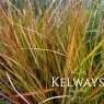 Anemanthele lessoniana