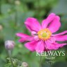 Anemone hupehensis var. japonica 'Prinz Heinrich'