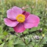 Anemone hupehensis var. japonica 'Splendens'