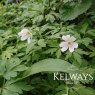 Anemone nemorosa