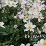 Anemone Wild Swan ('Macane001' PBR)