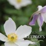 Anemone Wild Swan ('Macane001' PBR)