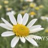 Anthemis cupaniana (9cm pot)