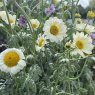 Anthemis 'Susanna Mitchell'