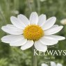 Anthemis 'Tetworth'